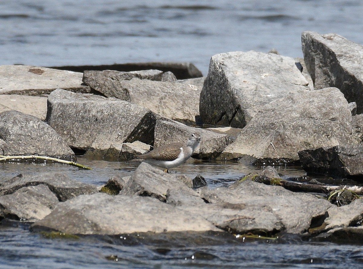 Spotted Sandpiper - ML638551264