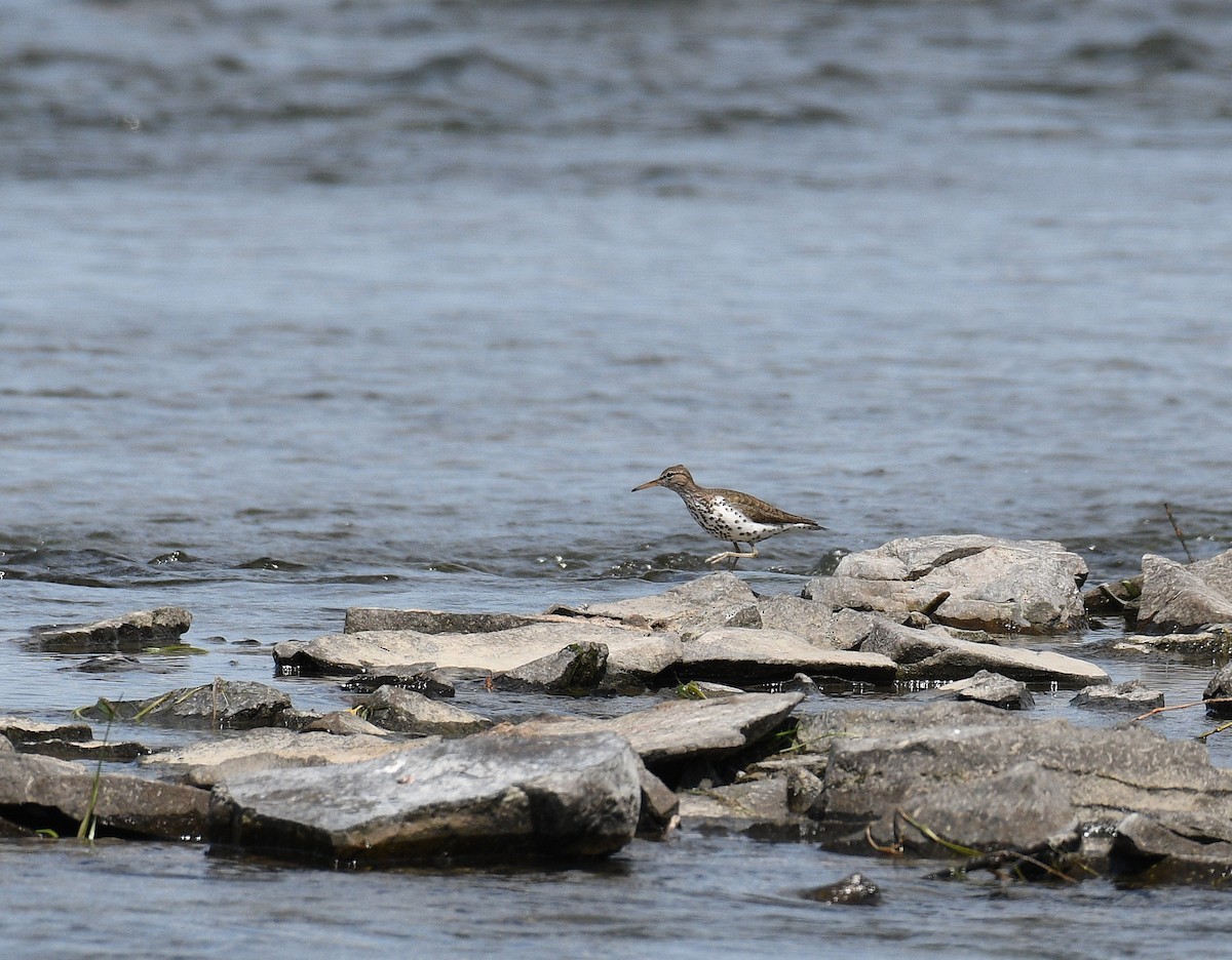 Spotted Sandpiper - ML638551265