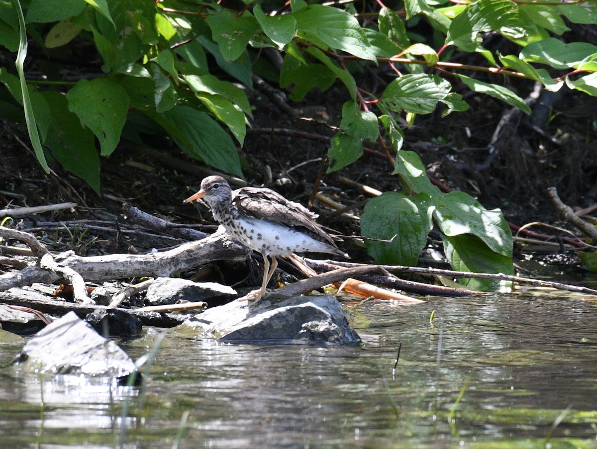 Spotted Sandpiper - ML638551267