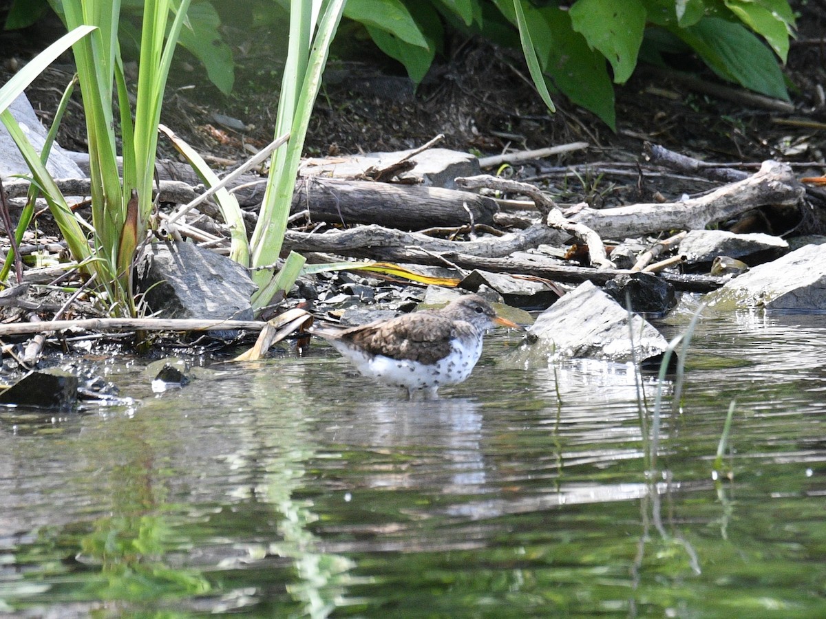 Spotted Sandpiper - ML638551268