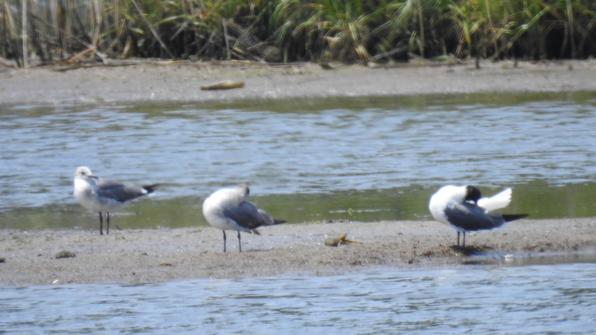 Laughing Gull - ML638551278