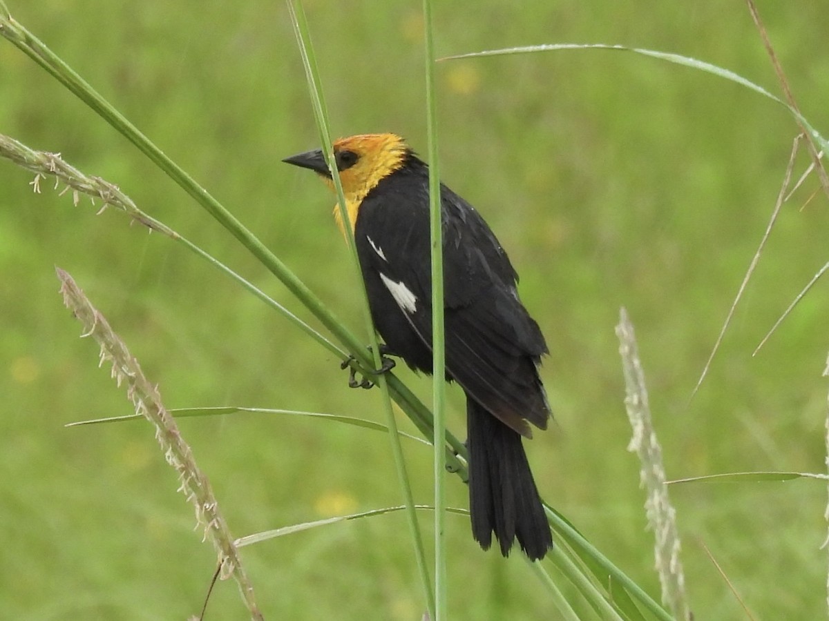 Yellow-headed Blackbird - ML638551302