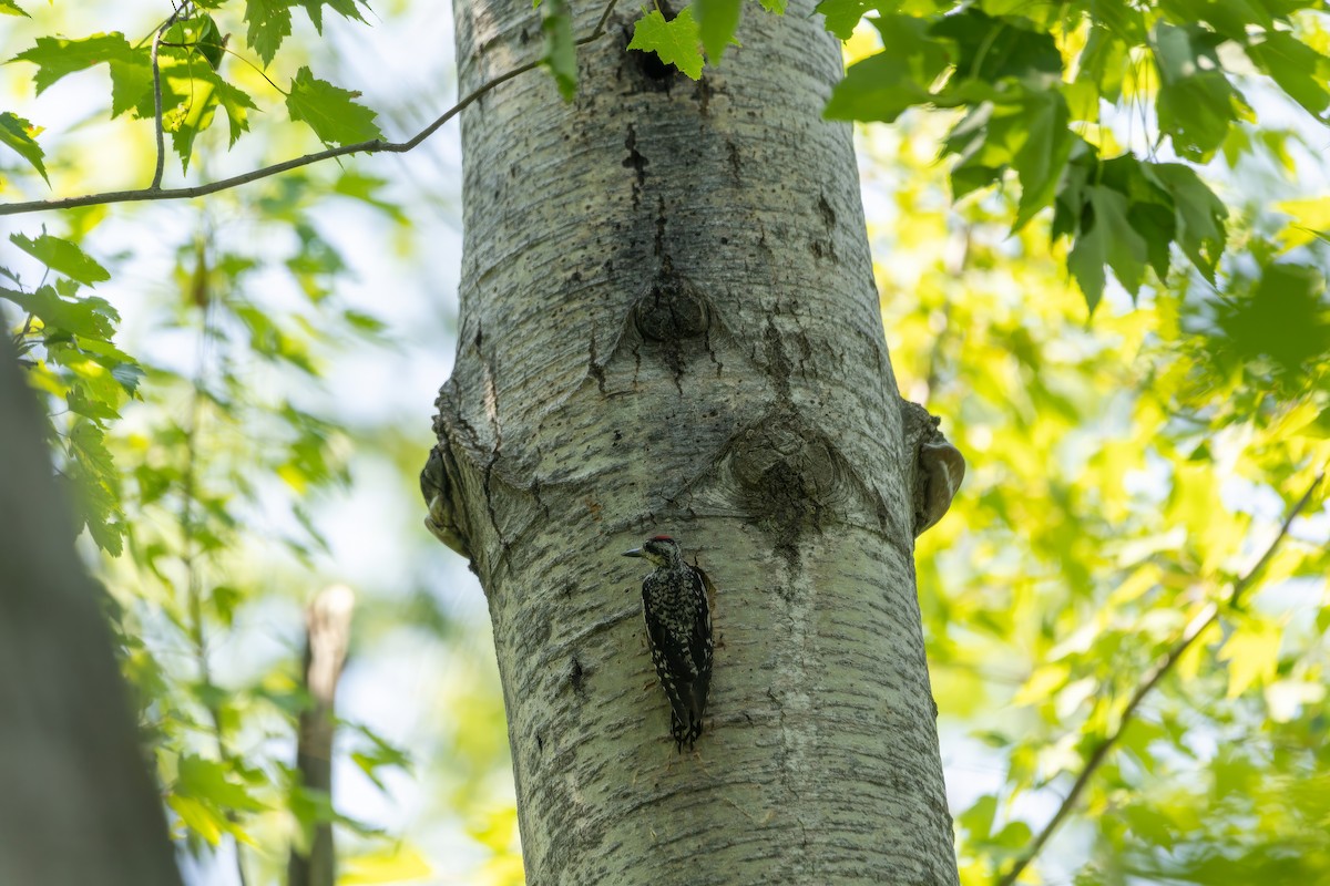 Yellow-bellied Sapsucker - ML638551303