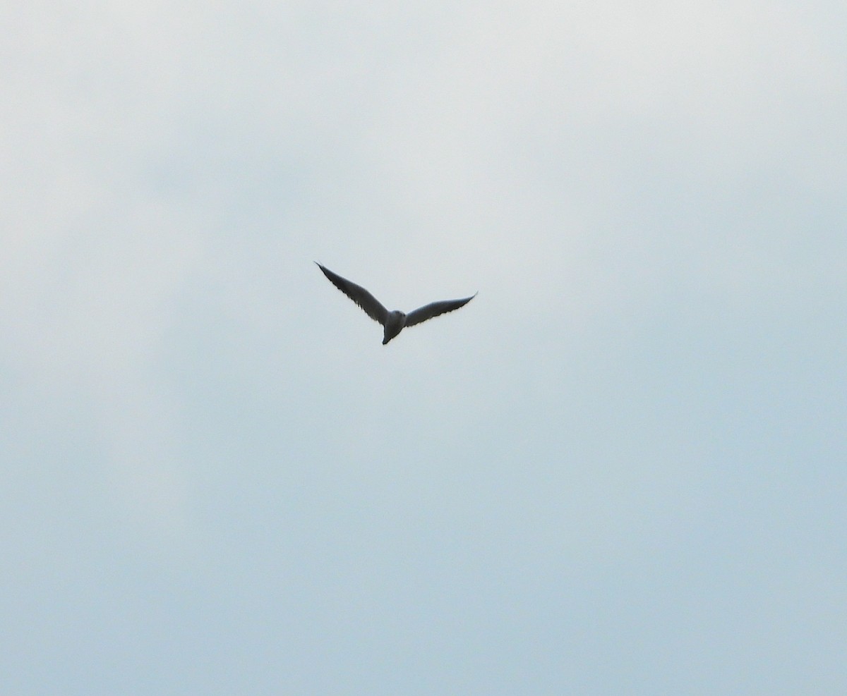 Black-winged Kite - ML638551304