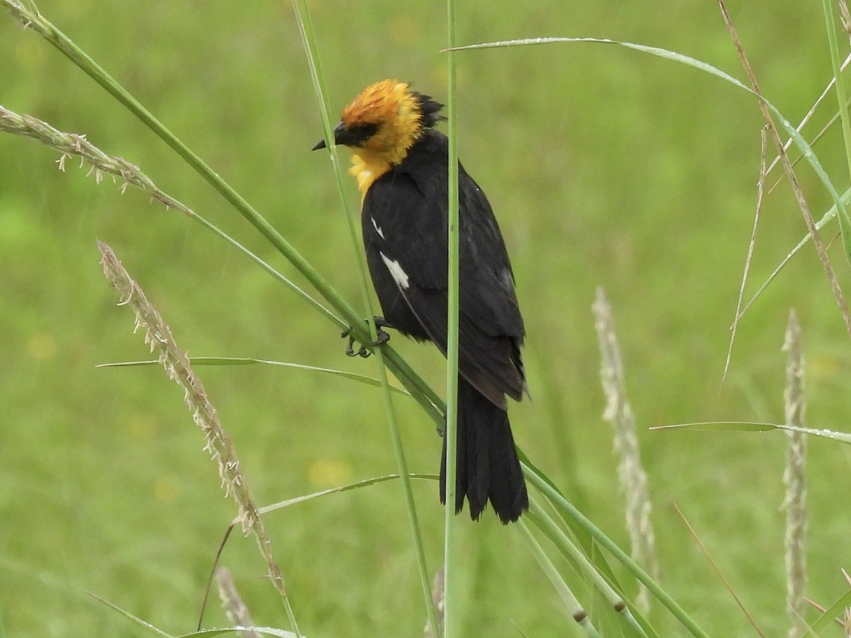 Yellow-headed Blackbird - ML638551307