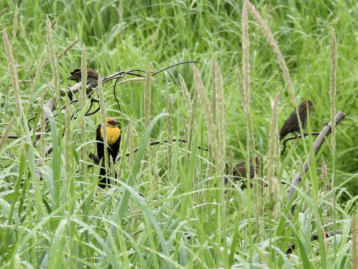 Yellow-headed Blackbird - ML638551312
