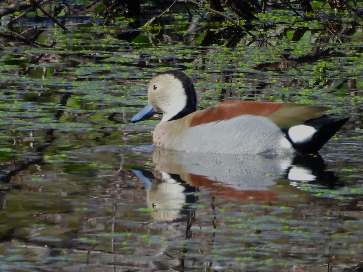 Ringed Teal - ML638551316