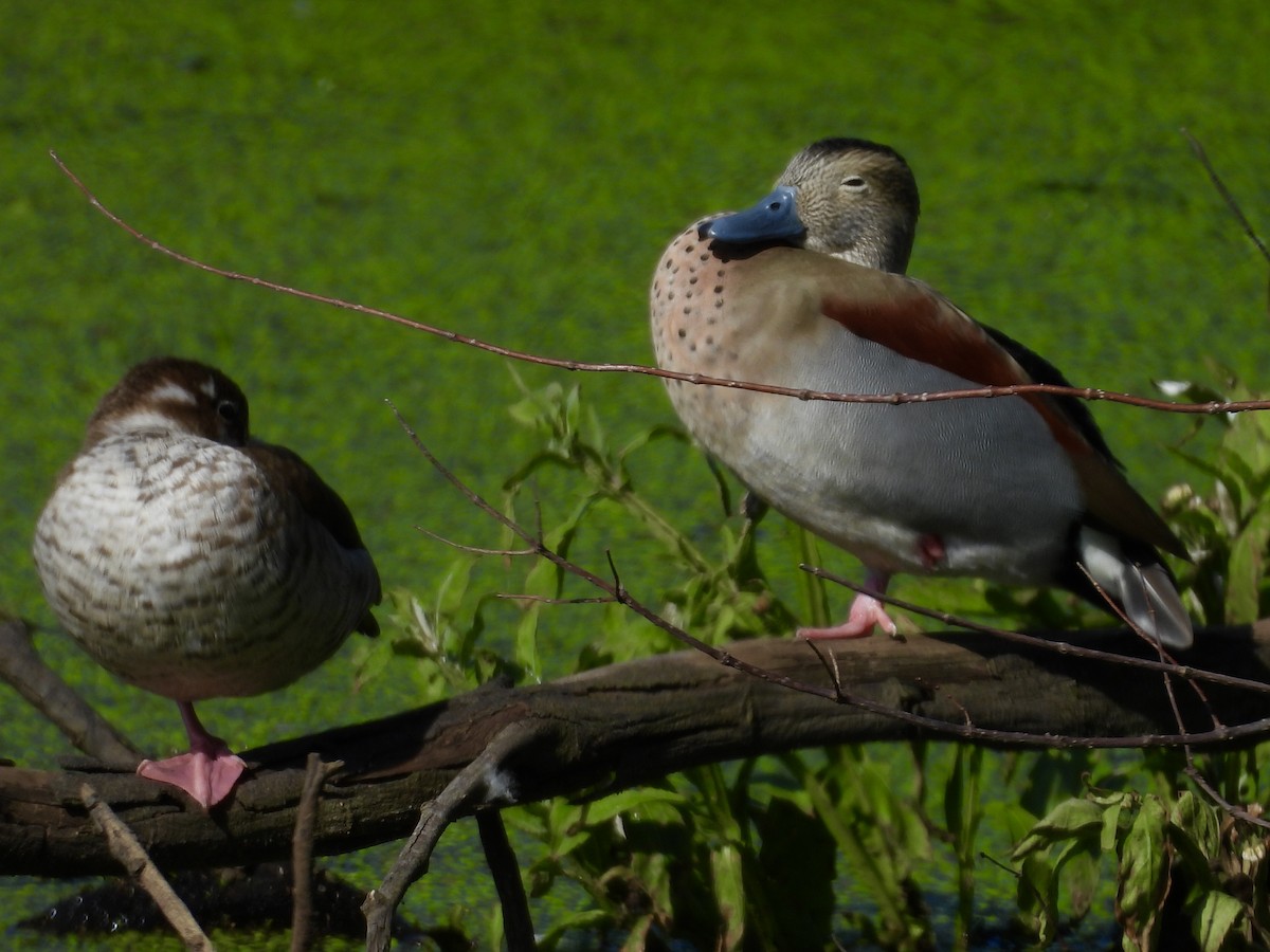 Ringed Teal - ML638551317