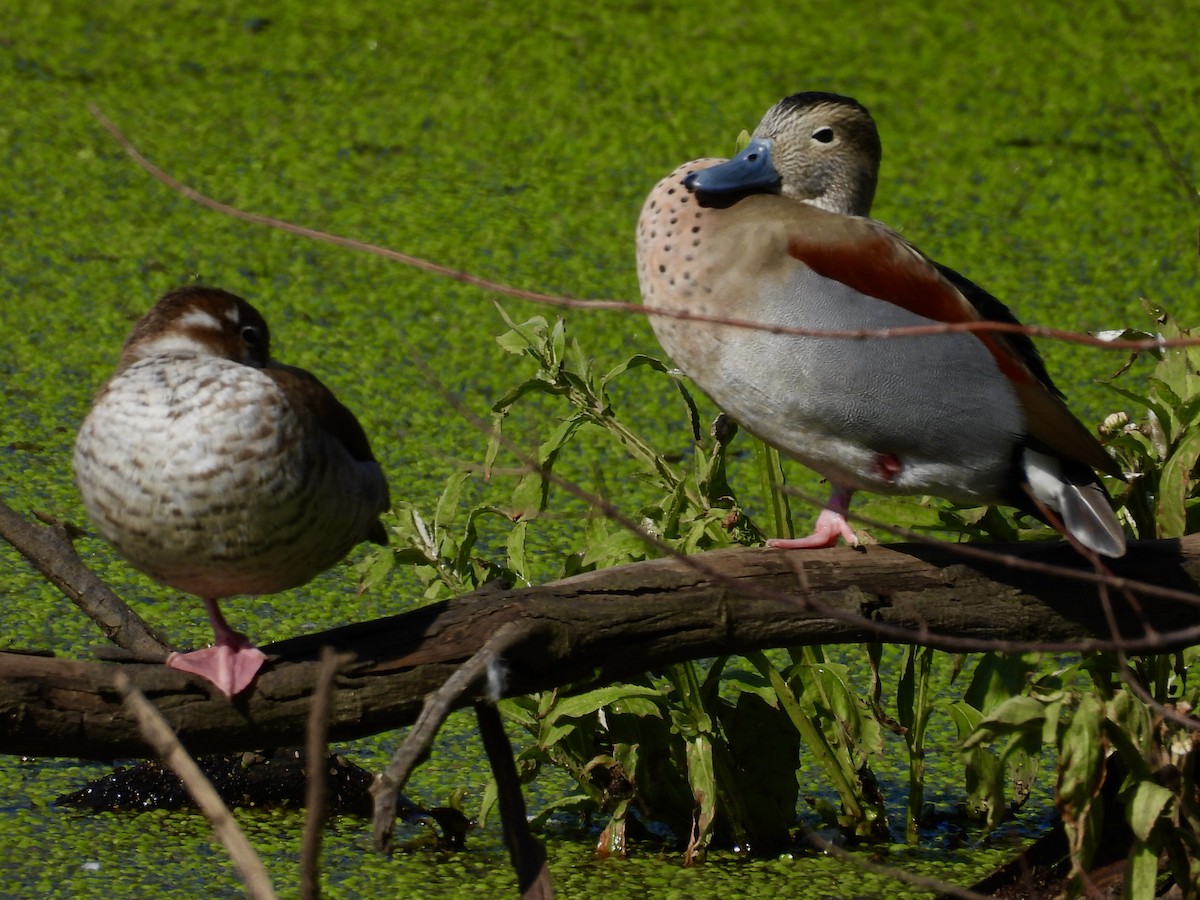 Ringed Teal - ML638551318