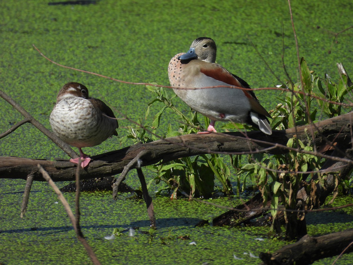 Ringed Teal - ML638551319