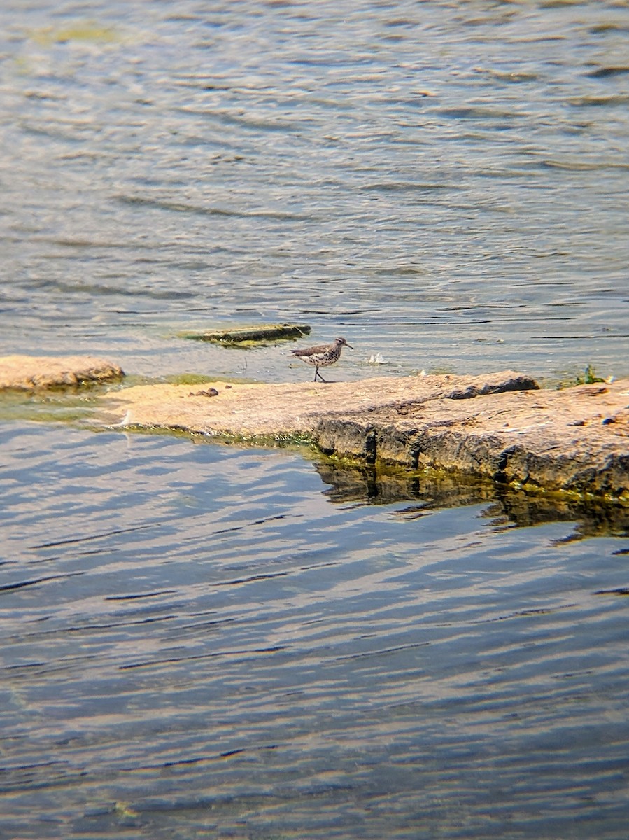 Spotted Sandpiper - ML638551334
