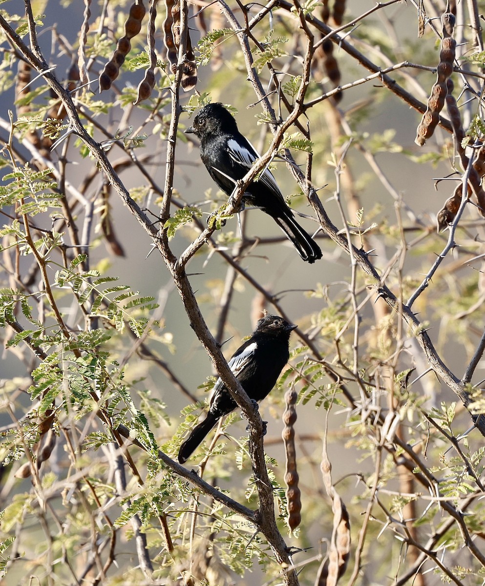 Mésange de Carp - ML638551336