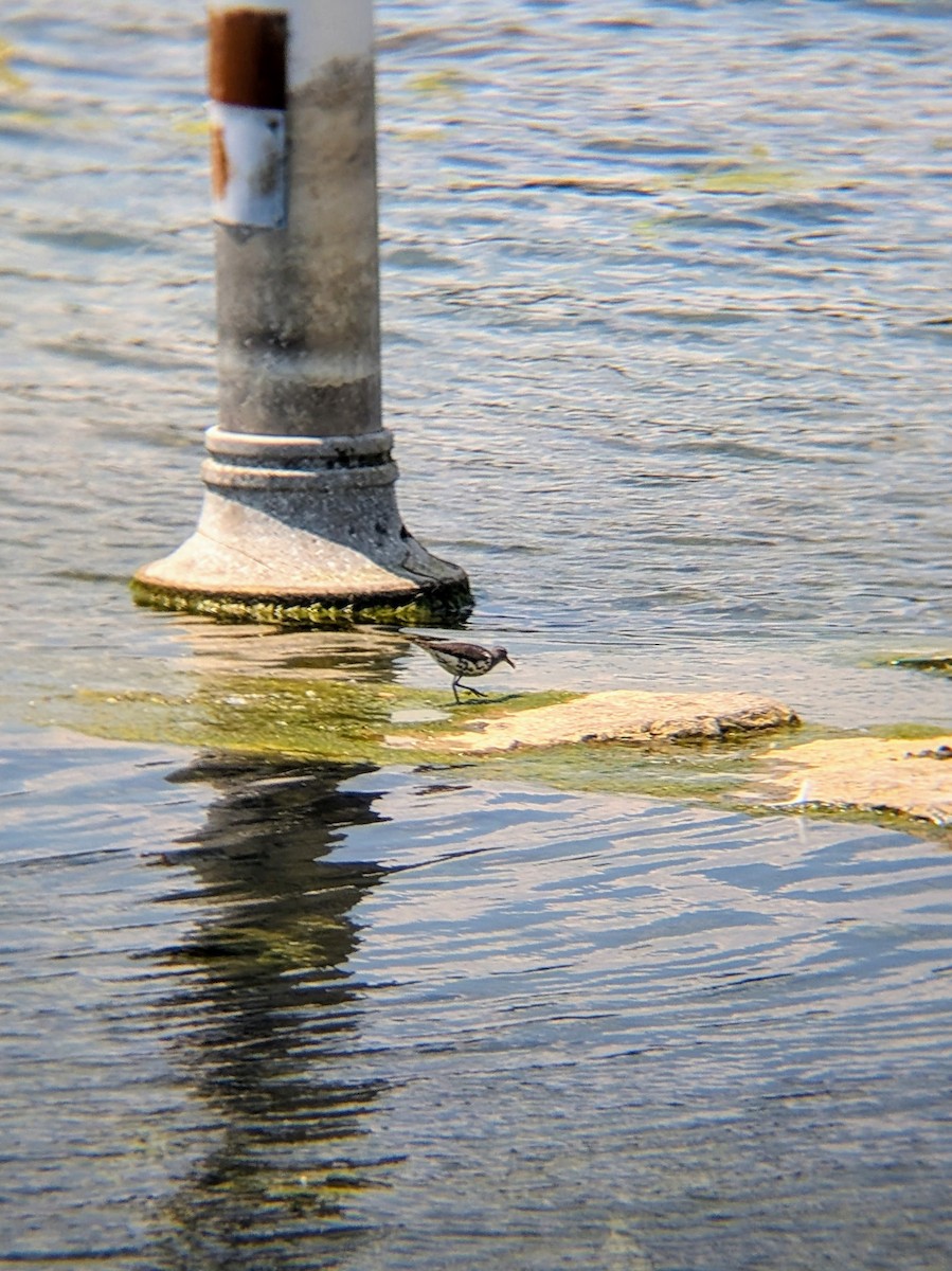 Spotted Sandpiper - ML638551338