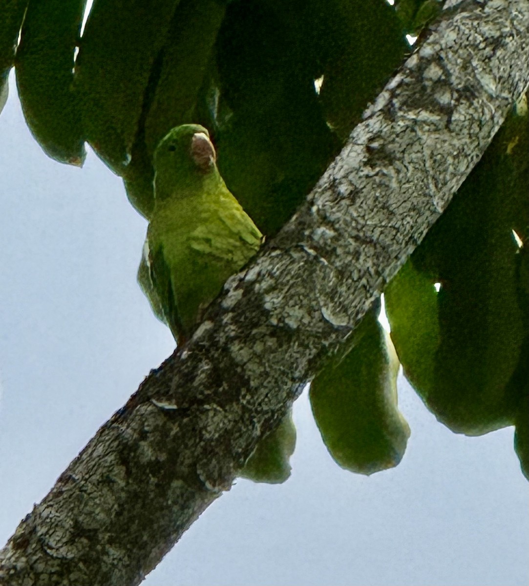 Orange-chinned Parakeet - ML638551339