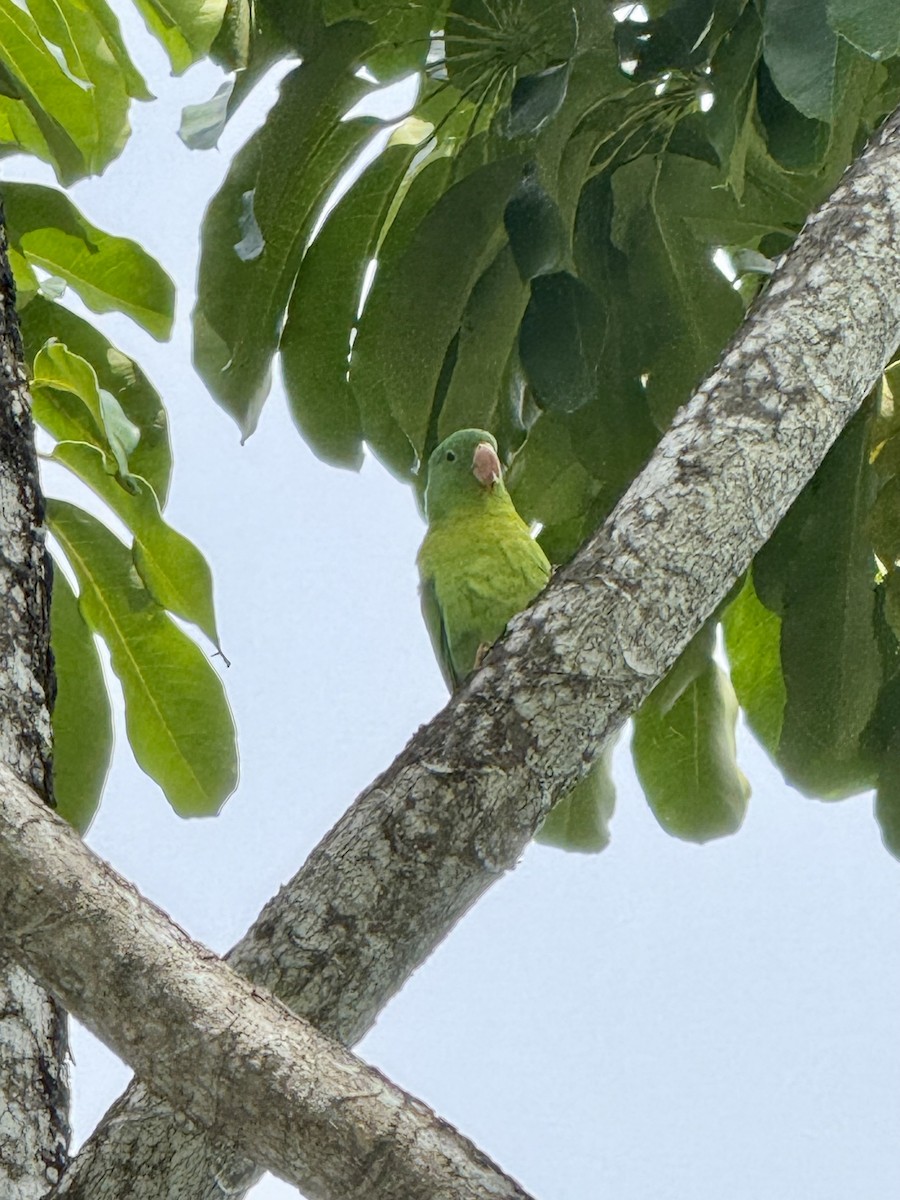 Orange-chinned Parakeet - ML638551340