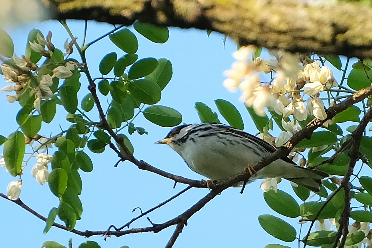Blackpoll Warbler - ML638551345
