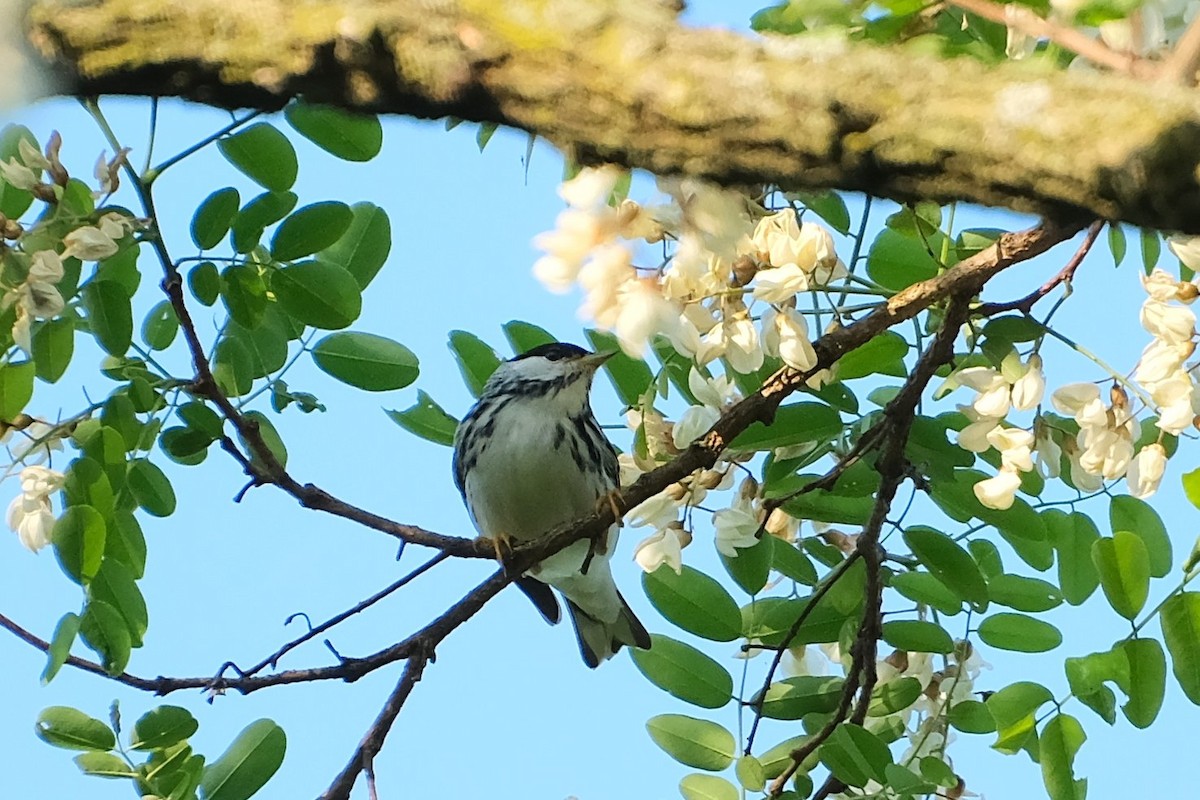 Blackpoll Warbler - ML638551346