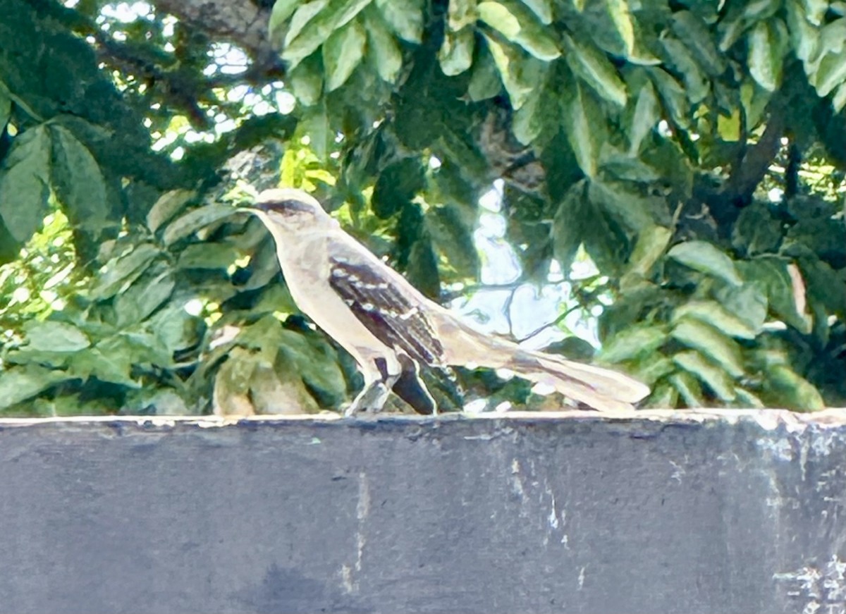 Tropical Mockingbird - ML638551367