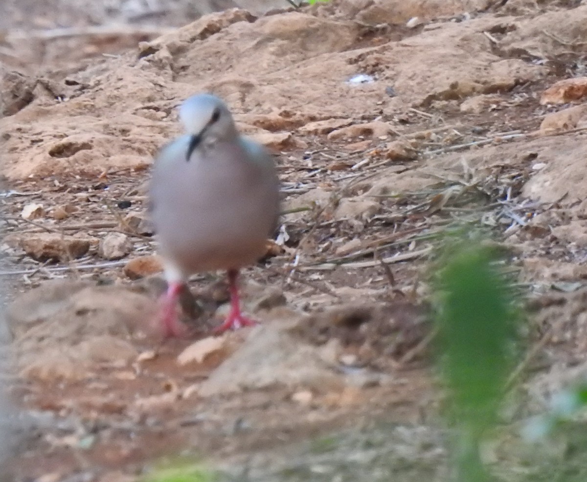 Caribbean Dove - ML638551380