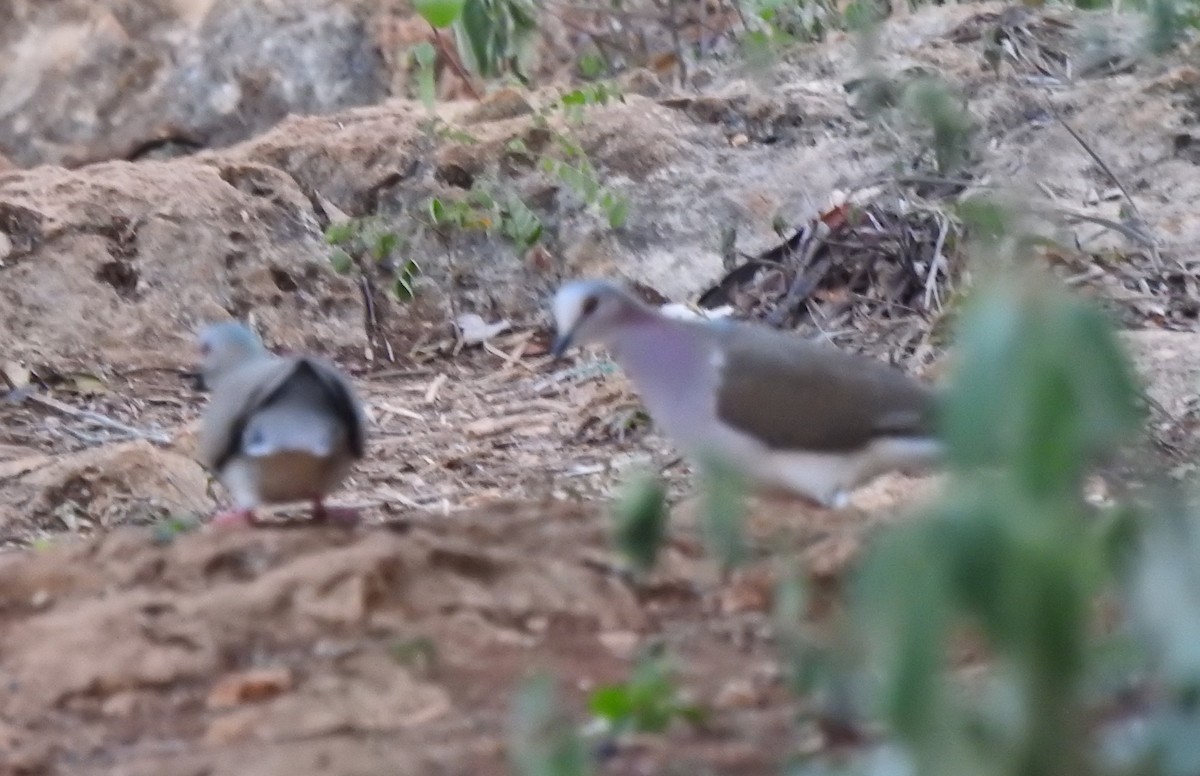 Caribbean Dove - ML638551381