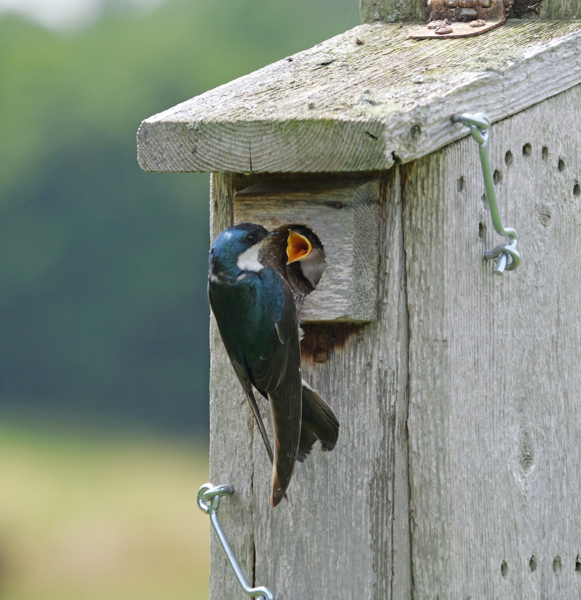 Tree Swallow - ML638551407