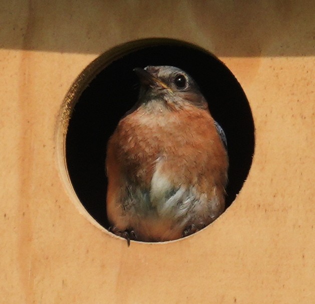 Eastern Bluebird - ML638551430