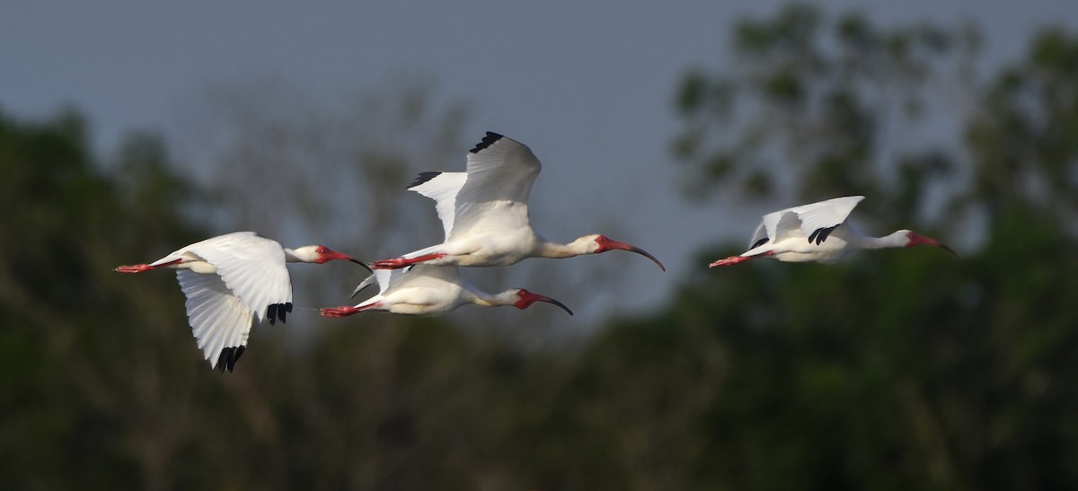 White Ibis - ML638551439