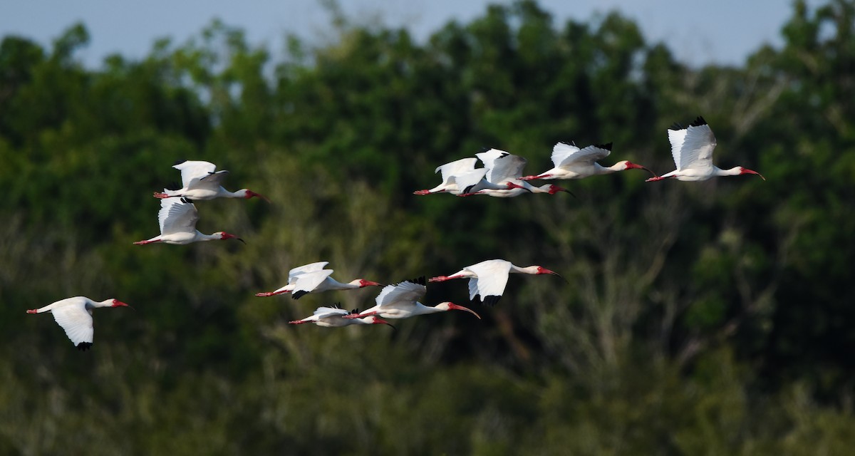 White Ibis - ML638551440