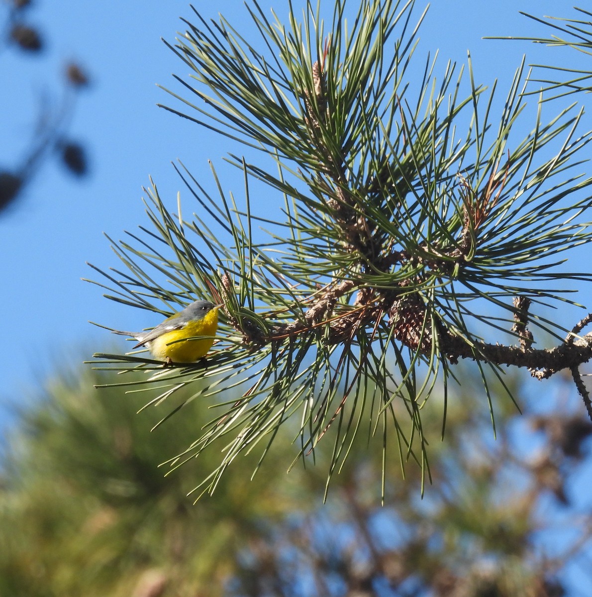 Tropical Parula - ML638551458