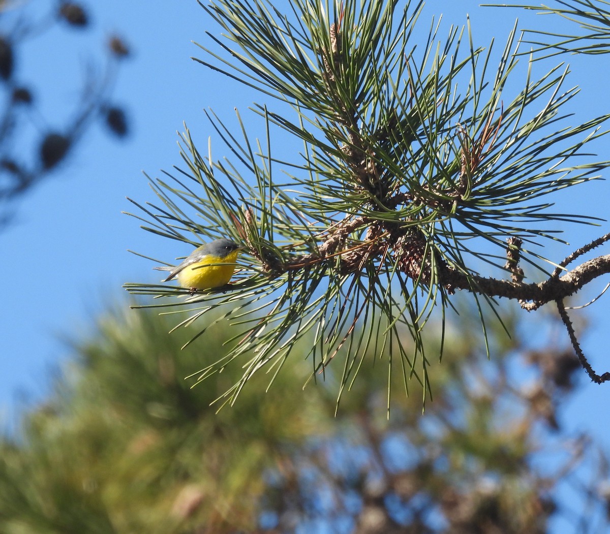Tropical Parula - ML638551459