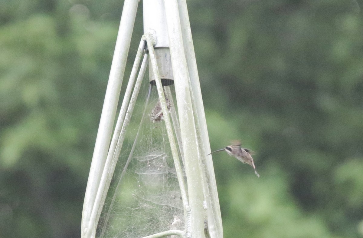 Pale-bellied Hermit - ML638551486