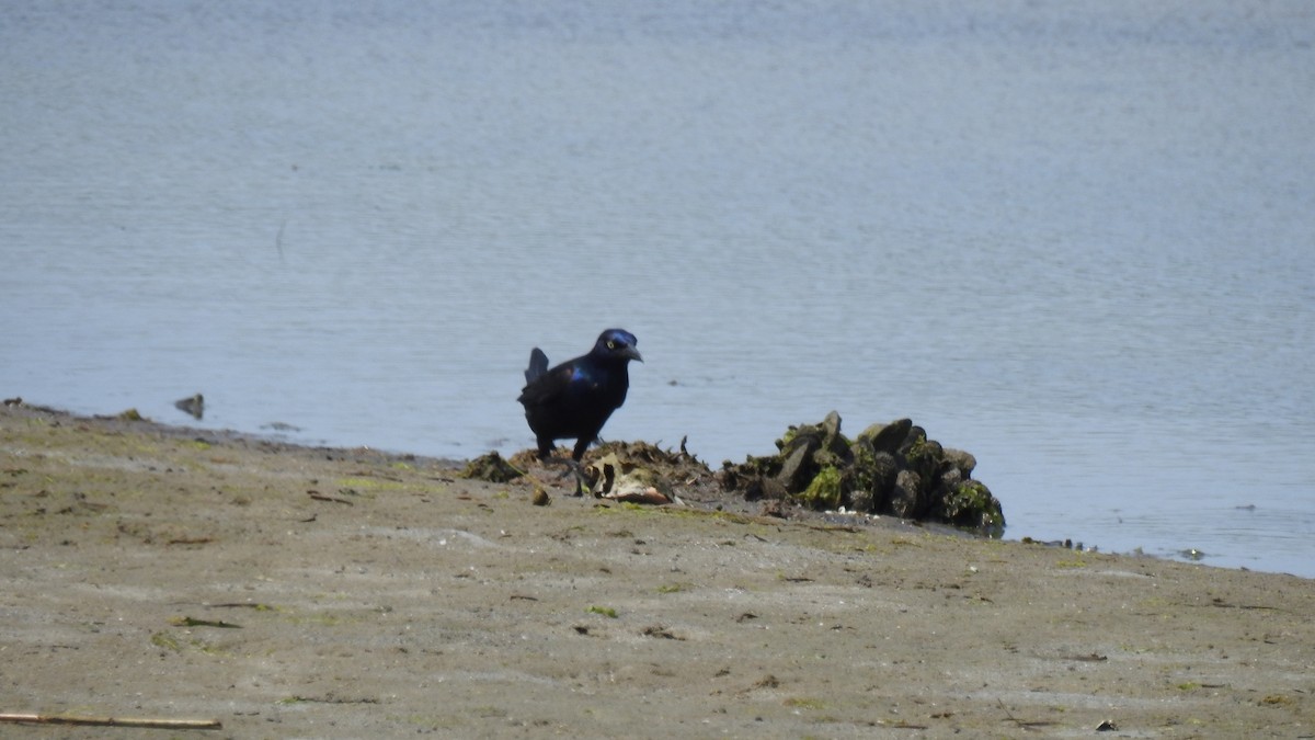 Common Grackle - ML638551538