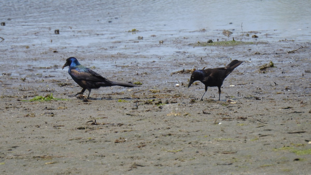 Common Grackle - ML638551539