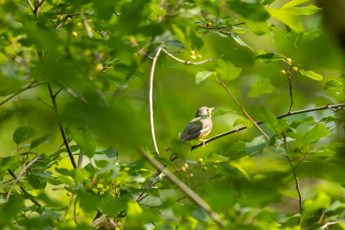 Paruline du Canada - ML638551540