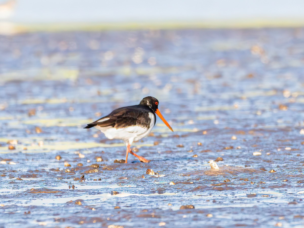 Eurasian Oystercatcher - ML638551545