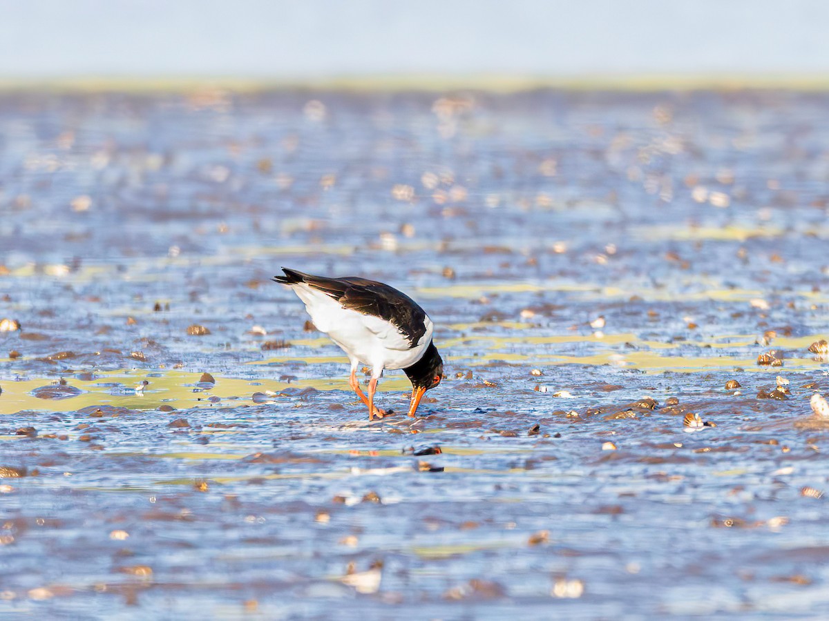 Eurasian Oystercatcher - ML638551551