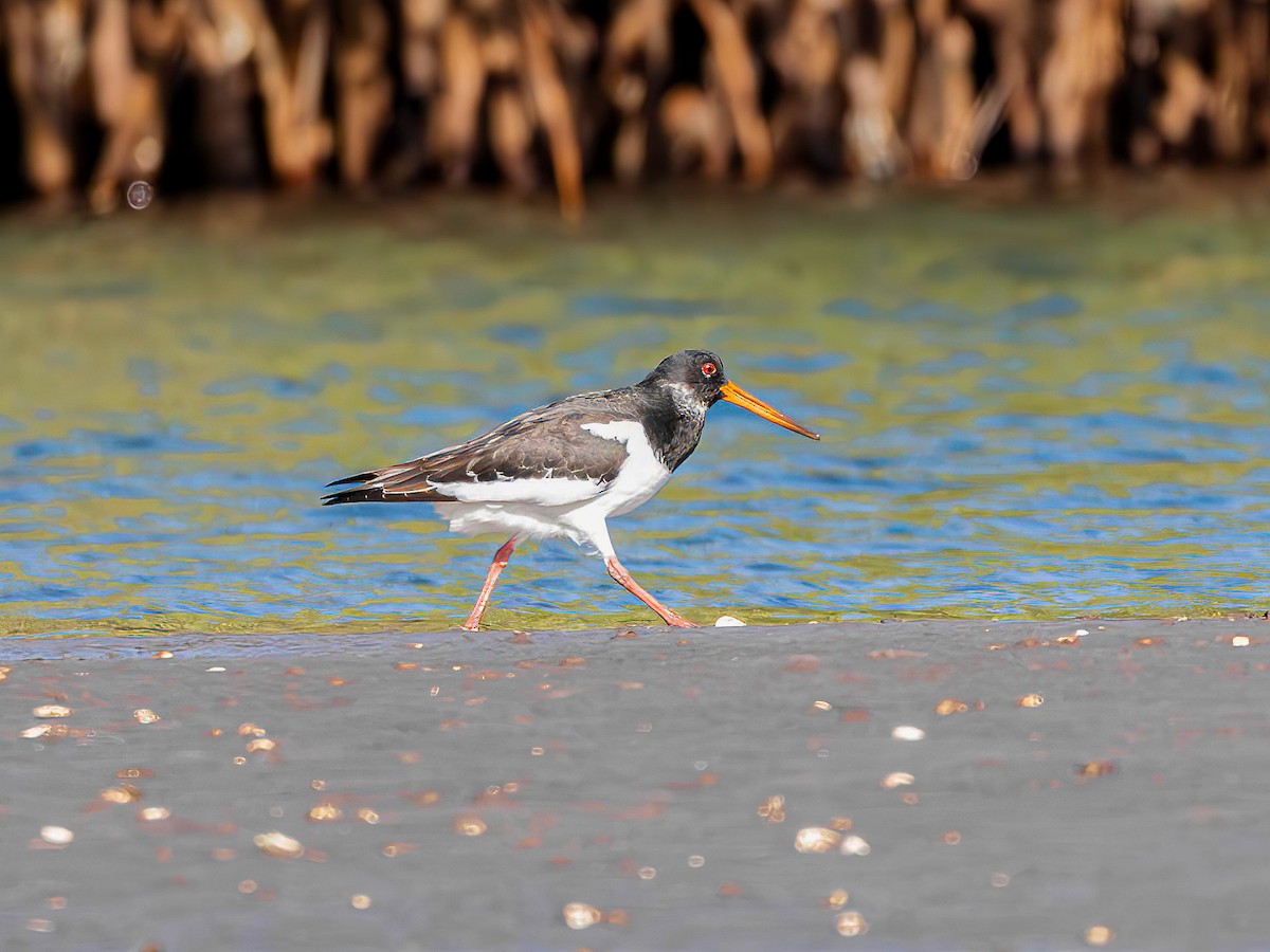 Eurasian Oystercatcher - ML638551555