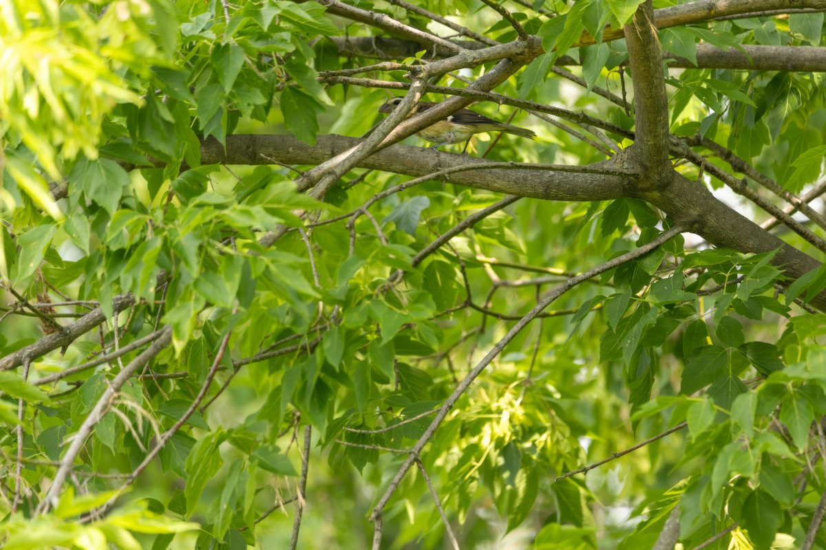 Cardinal à poitrine rose - ML638551556