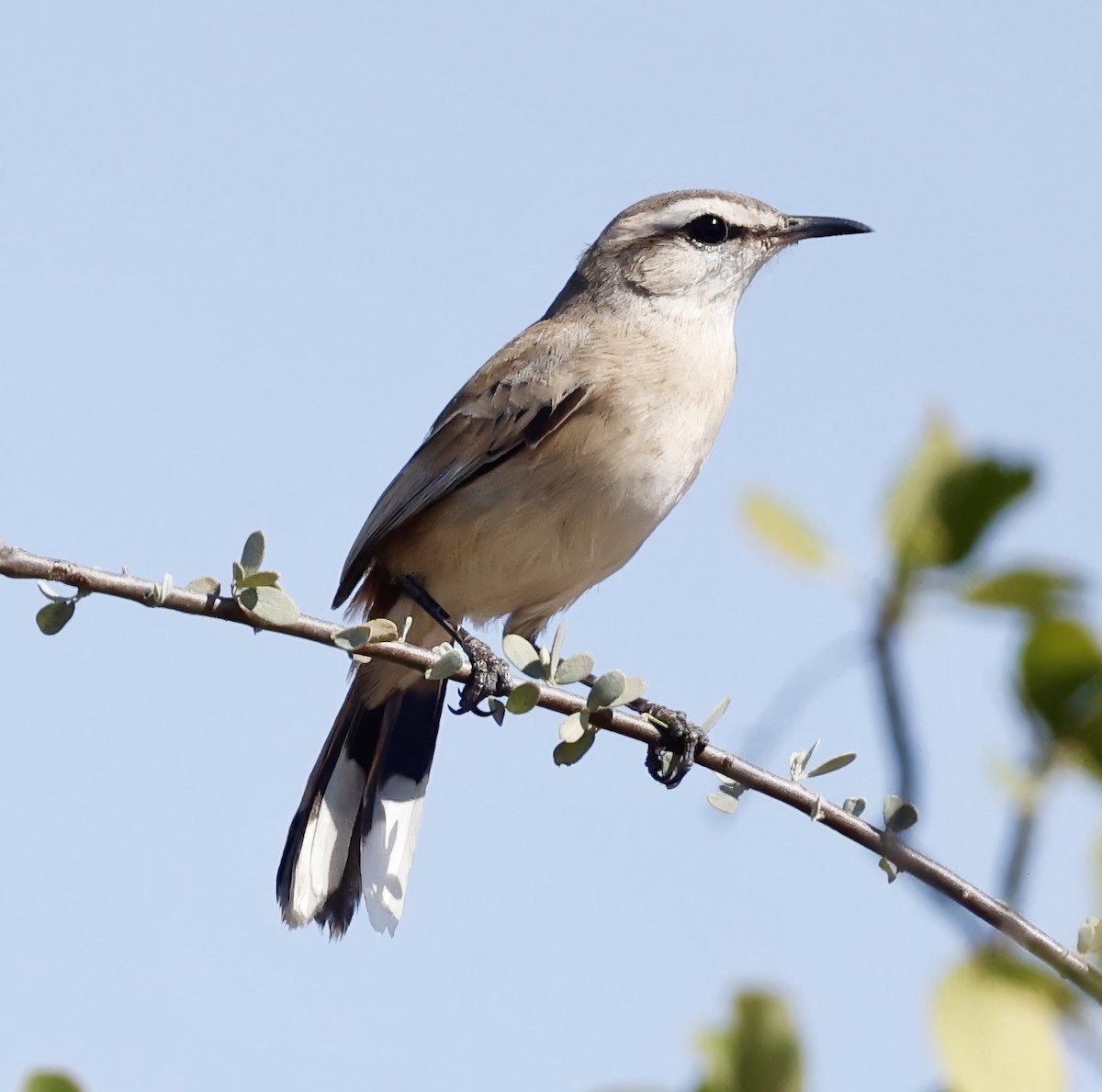 Agrobate du Kalahari - ML638551612