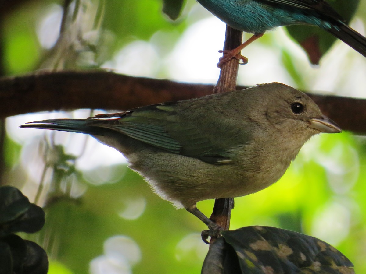 Sayaca Tanager - ML638551614