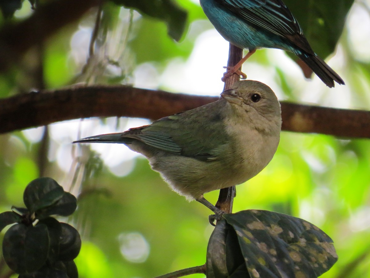 Sayaca Tanager - ML638551615