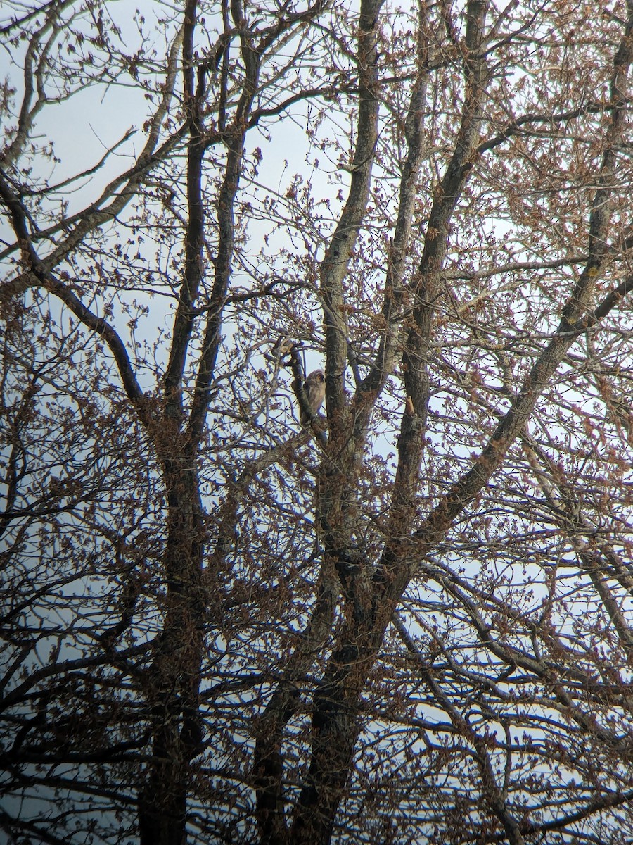 Long-eared Owl - ML638551643