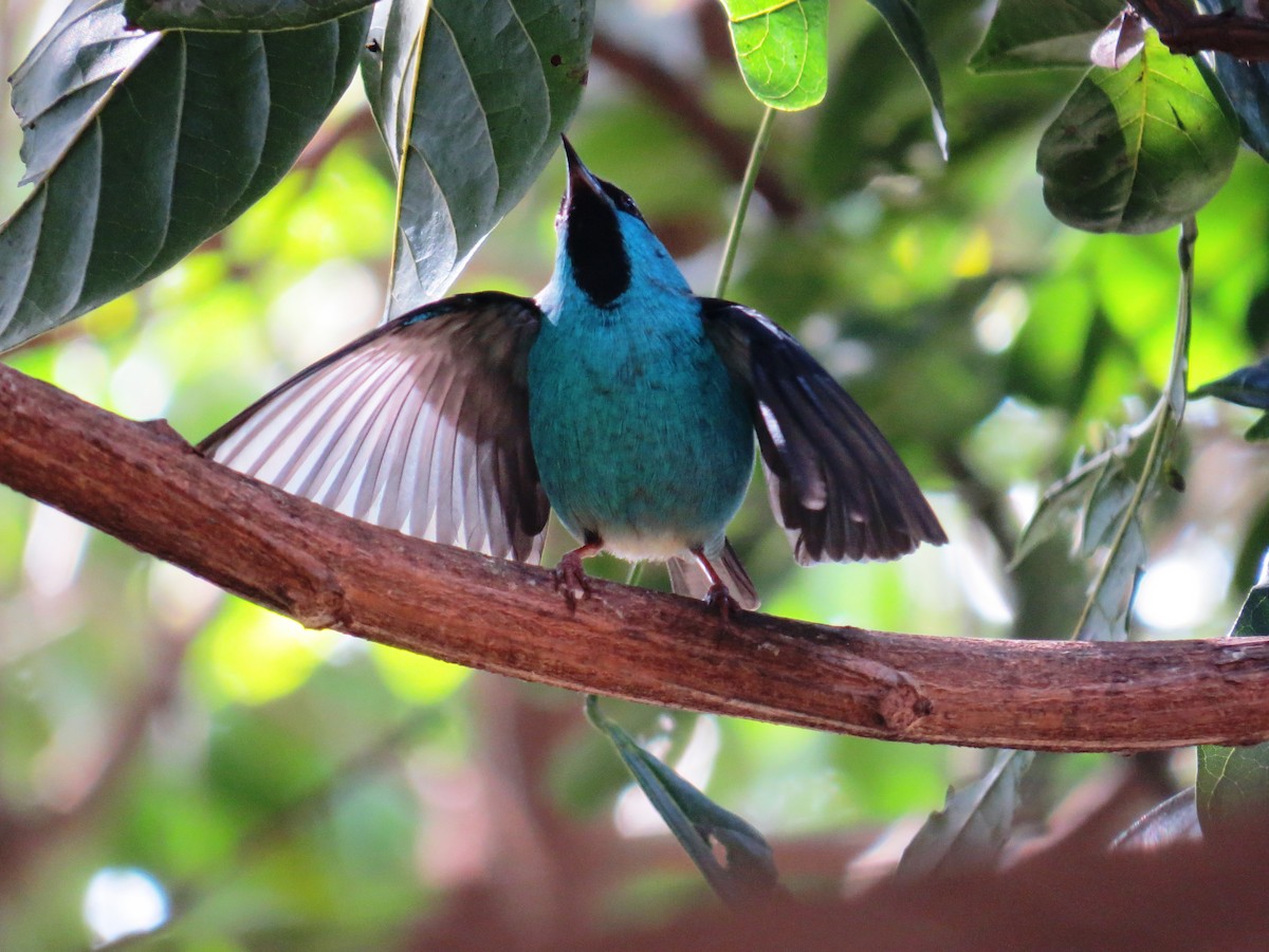 Blue Dacnis - ML638551644