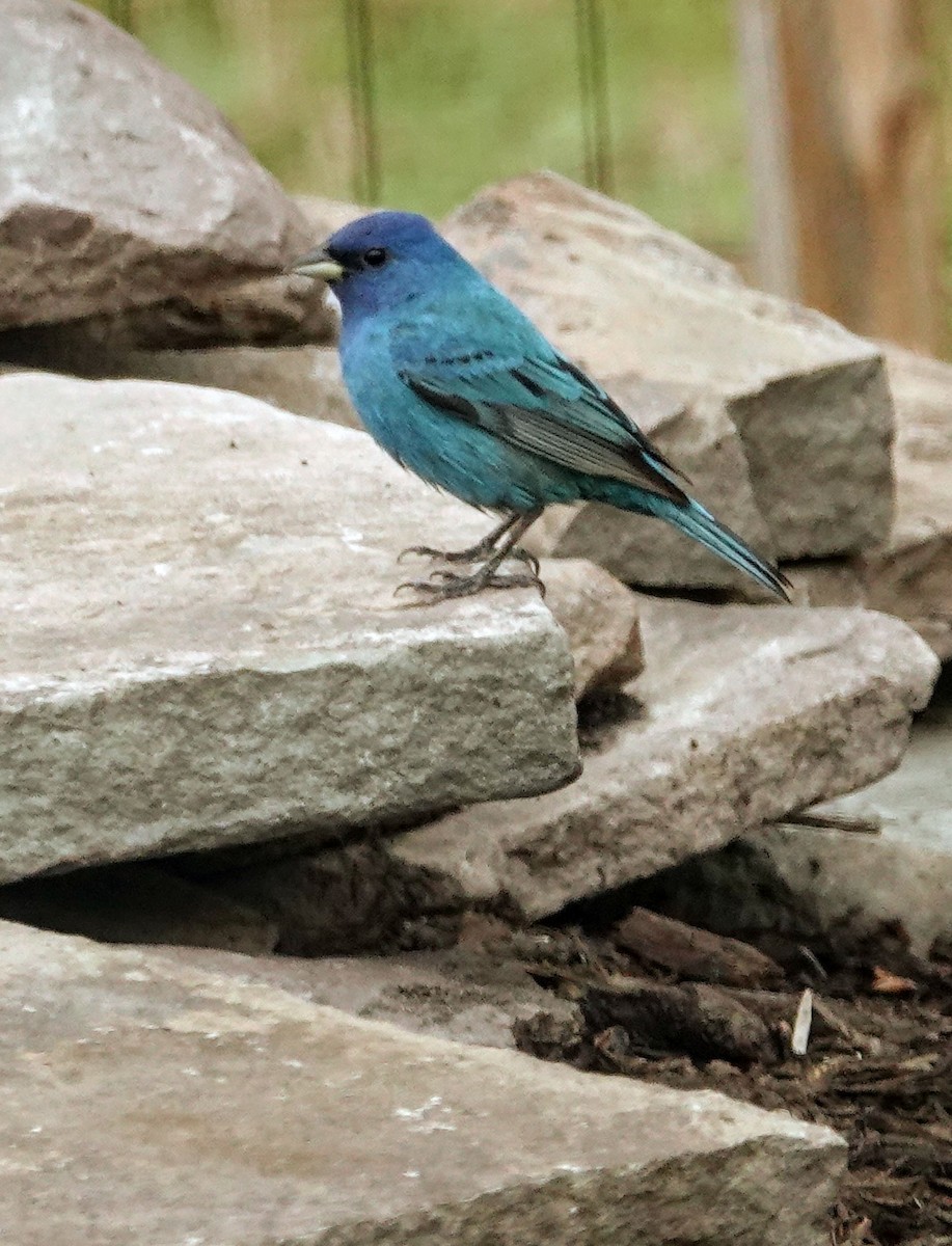 Indigo Bunting - ML638551649