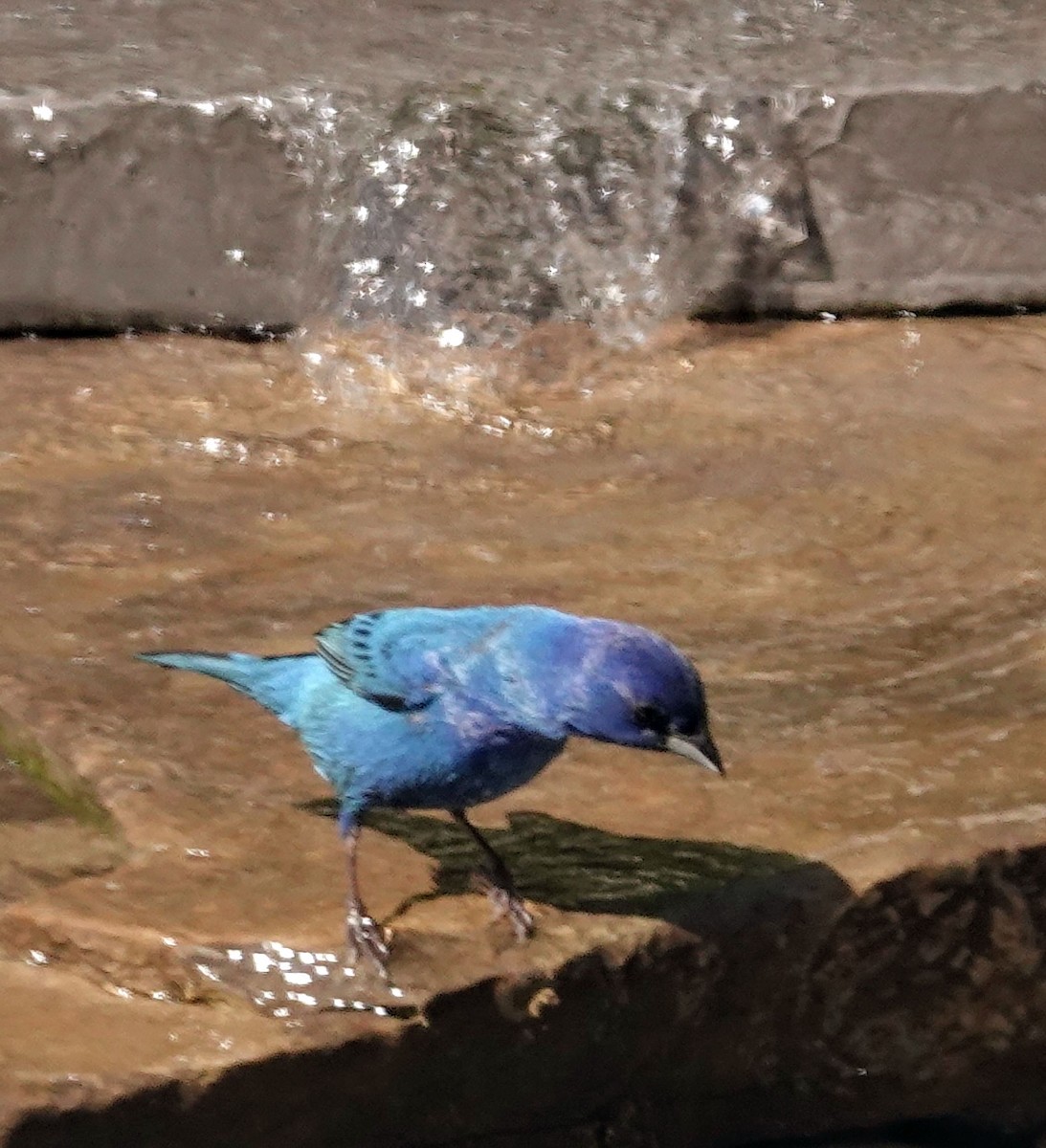 Indigo Bunting - ML638551650