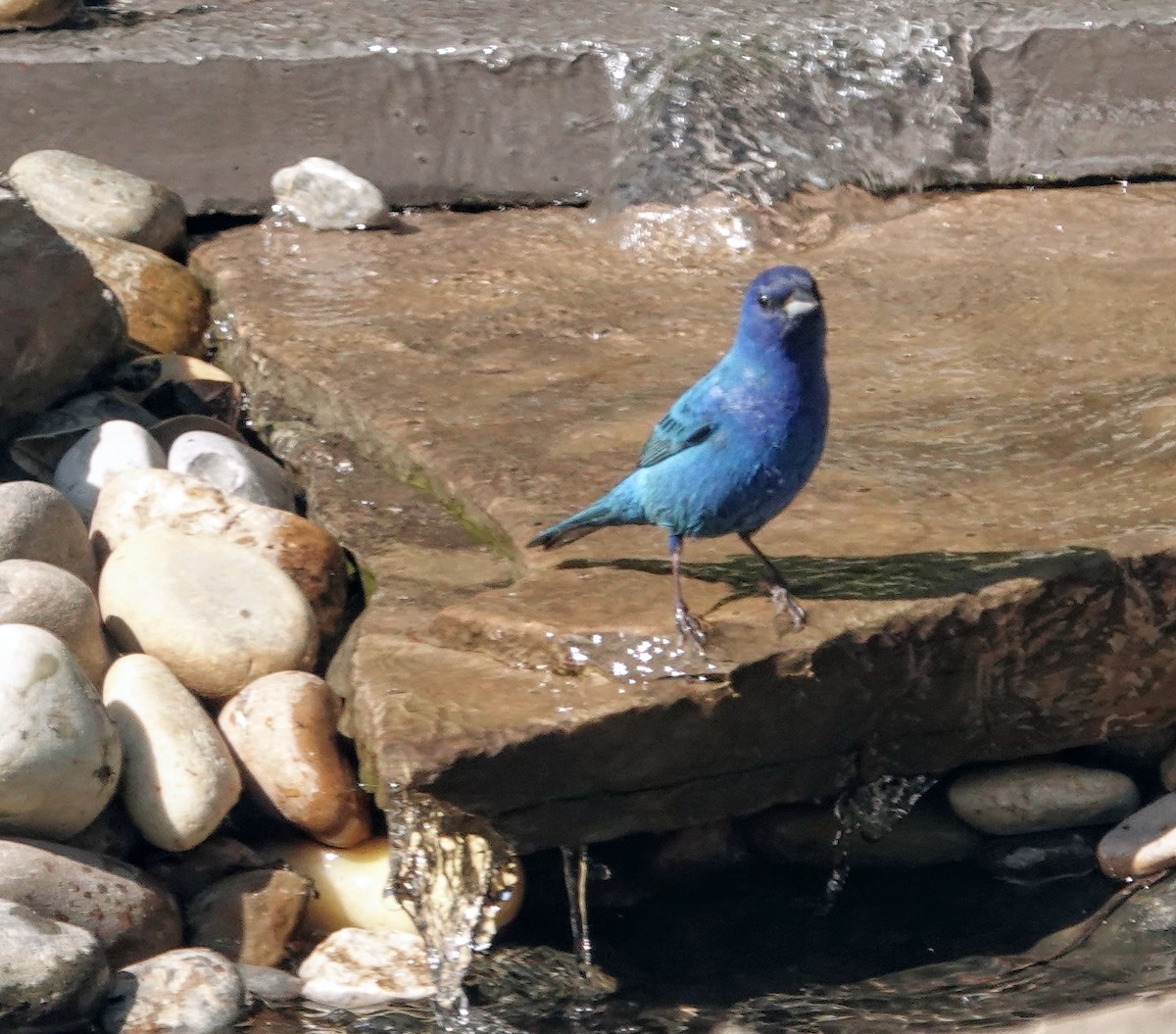 Indigo Bunting - ML638551651