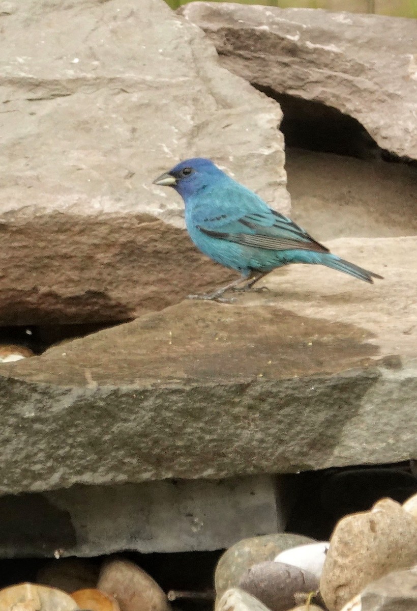Indigo Bunting - ML638551652
