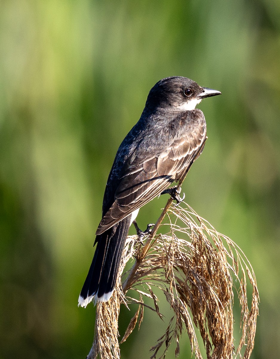 Eastern Kingbird - ML638551653