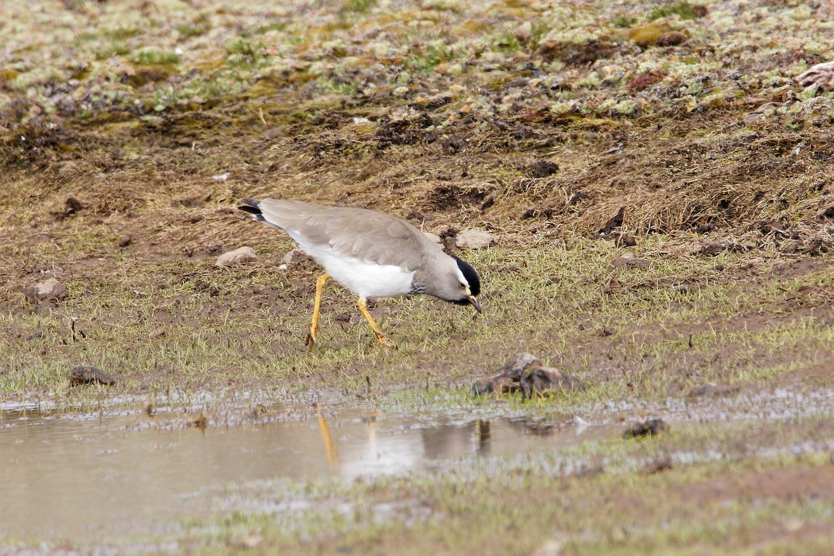 Spot-breasted Lapwing - ML638551788