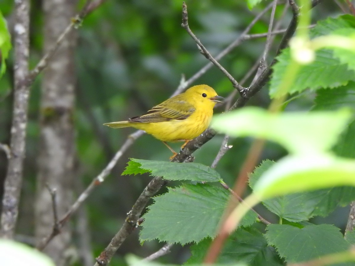 Yellow Warbler - ML638551806